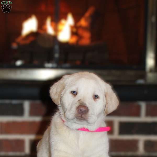 Jennifer, Yellow Labrador Retriever Puppy